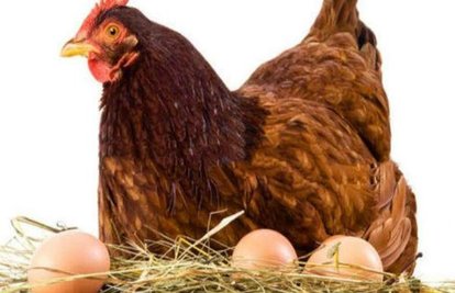 三黄鸡肉鸡蛋鸡怎么区分？