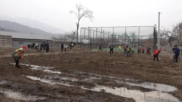 军庄镇东山村种植2200棵树苗 逐步推进京白梨产业复兴！