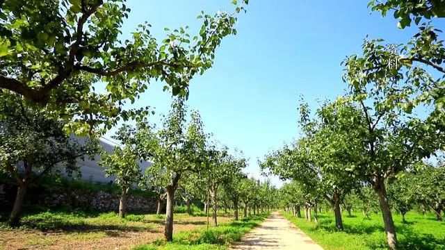 军庄镇东山村种植2200棵树苗 逐步推进京白梨产业复兴！(图5)