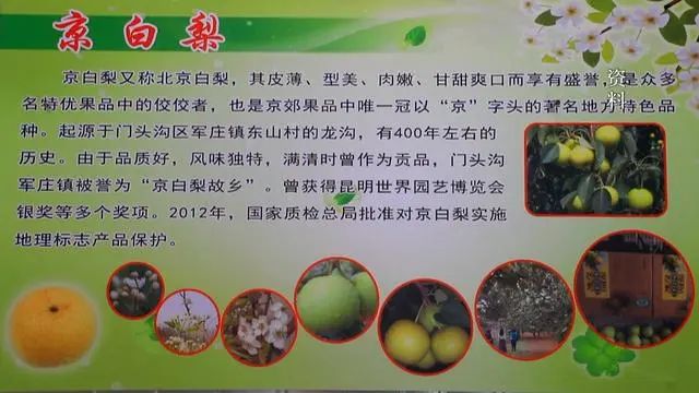 军庄镇东山村种植2200棵树苗 逐步推进京白梨产业复兴！(图4)